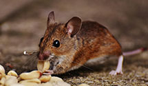 24 Hour & Emergency Exterminators in Selma, OR